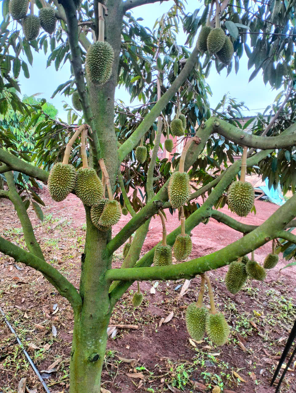 Tình hình phát triển kinh tế trang trại nông nghiệp trên địa bàn  tỉnh Đắk Lắk