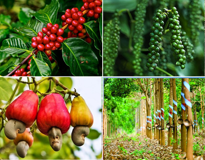 Đắk Lắk: Phê duyệt danh mục nông sản quan trọng cần ưu tiên liên kết sản xuất, tiêu thụ