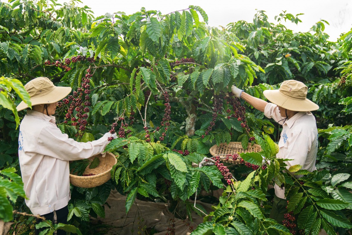 Đắk Lắk khởi động mô hình liên kết kinh tế tuần hoàn trong nông nghiệp