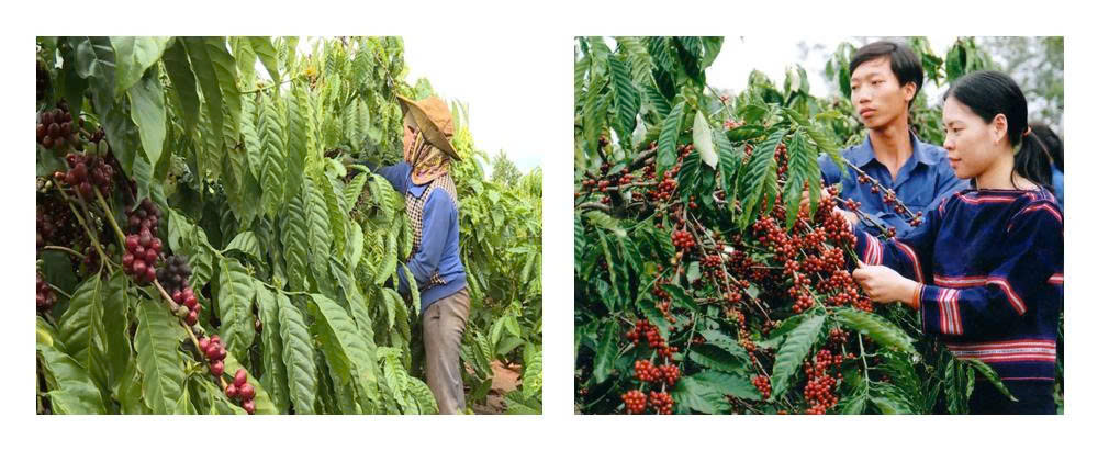 Chuyển đổi số - Chìa khóa giúp hợp tác xã nông nghiệp Đắk Lắk mở rộng thị trường, nâng cao giá trị nông sản