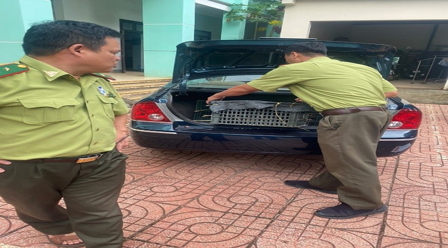 LỰC LƯỢNG KIỂM LÂM TỈNH ĐẮK LẮK TĂNG CƯỜNG BẢO VỆ CÁC LOÀI CHIM HOANG DÃ